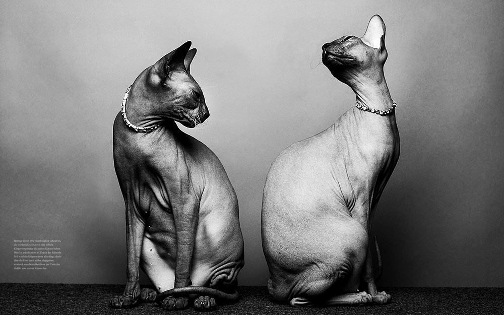 4/7 Photographer Daniel Gieseke shows a jewellery series with sphynx cats. Location in Hannover