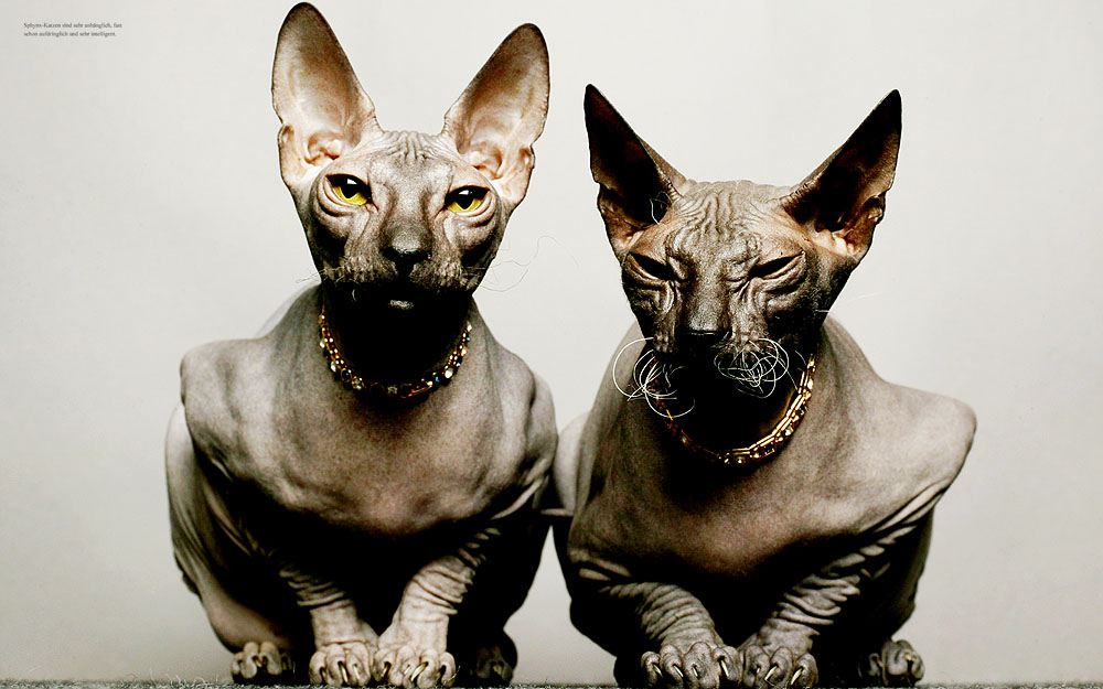6/7 Photographer Daniel Gieseke shows a jewellery series with sphynx cats. Location in Hannover