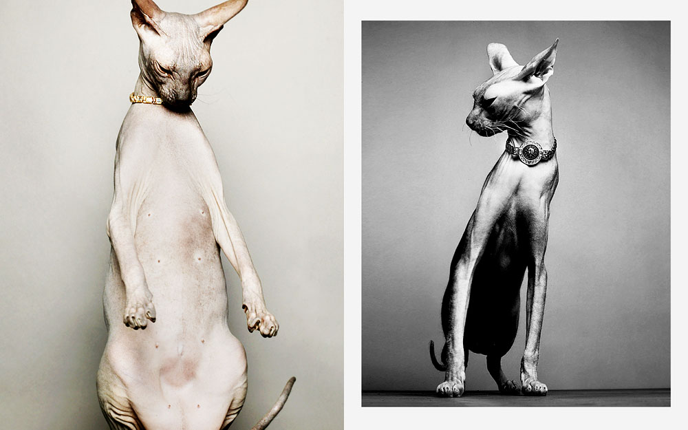 7/7 Photographer Daniel Gieseke shows a jewellery series with sphynx cats. Location in Hannover
